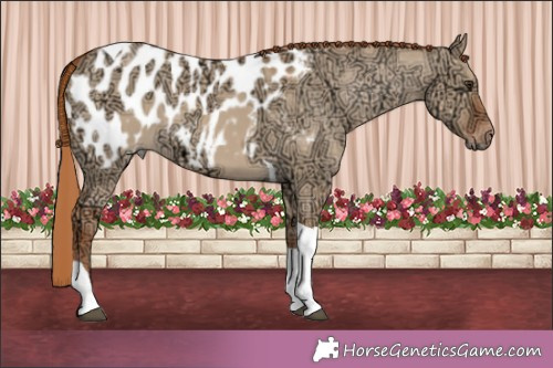 Horse Color:Red Dun Ice Tobiano Appaloosa 
