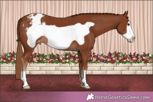 Horse Color:Chestnut Frame Appaloosa 