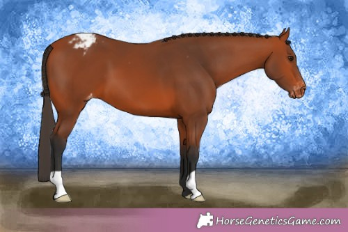 Horse Color:Bay Appaloosa 