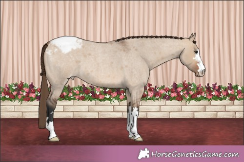 Horse Color:Bay Roan Dun Appaloosa 