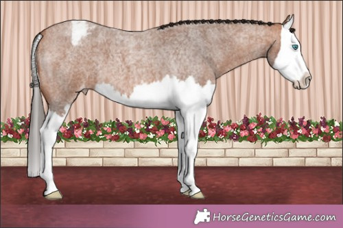 Horse Color:Bay Roan Splash Appaloosa 