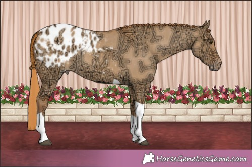 Horse Color:Red Dun Ice Tobiano Appaloosa Rabicano 
