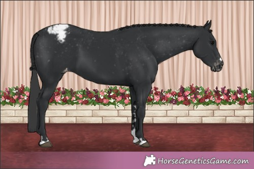 Horse Color:Black Appaloosa 