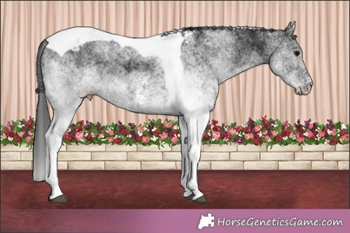 Horse Color:White Spotted Black Ice Tobiano Appaloosa Rabicano 
