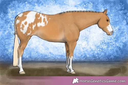 Horse Color:Palomino Appaloosa 