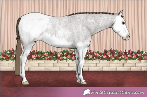 Horse Color:Smoky Grullo Ice Roan Splash Appaloosa 