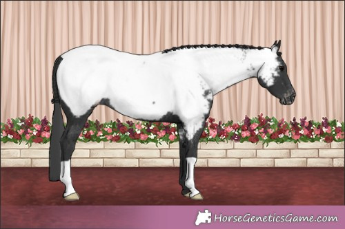 Horse Color:Black Appaloosa Rabicano 