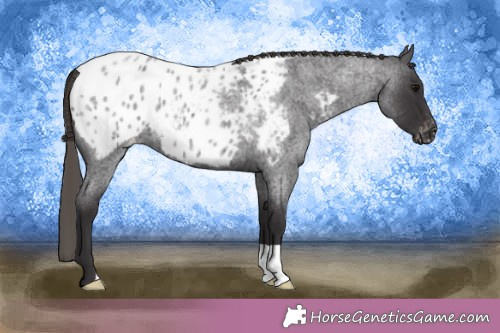 Horse Color:Smoky Blue Roan Appaloosa 