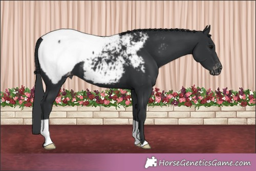 Horse Color:Black Appaloosa 