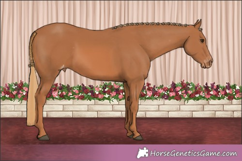 Horse Color:Chestnut Appaloosa 