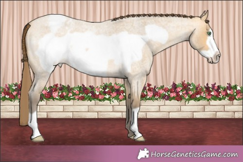 Horse Color:Amber Cream Champagne Roan Frame Appaloosa 