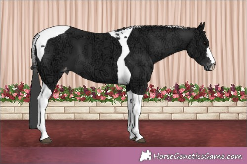 Horse Color:Black Ice Tobiano Appaloosa 