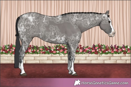 Horse Color:Grullo Ice Splash 
