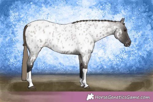 Horse Color:Smoky Grullo Roan Tobiano Appaloosa 
