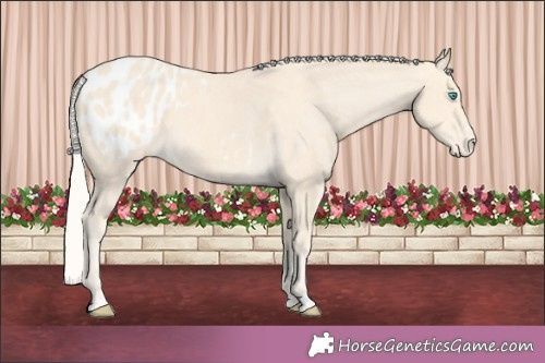 Horse Color:Cremello Appaloosa 