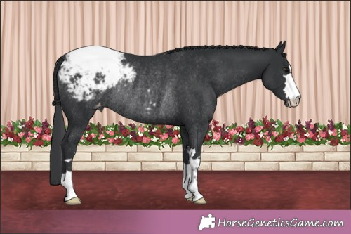 Horse Color: Black Snowcap Rabicano 