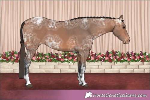 Horse Color:Bay Ice Tobiano Appaloosa 