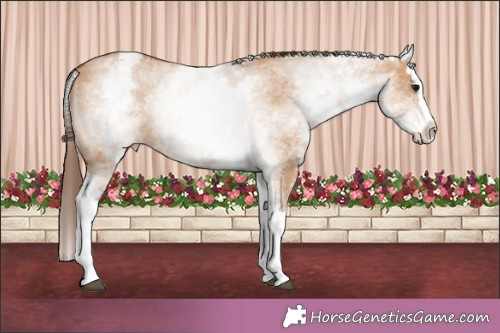 Horse Color:White Spotted Bay Dun Splash Appaloosa 