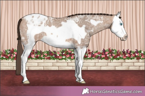 Horse Color:Sable Champagne Ice Splash Frame Appaloosa 