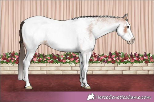 Horse Color:White Spotted Brown Roan Splash Appaloosa 