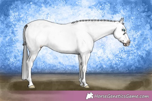 Horse Color:White Spotted Black Splash Frame Appaloosa 