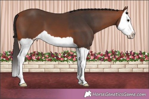Horse Color:Brown Splash Appaloosa 