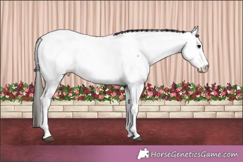 Horse Color:White Spotted Grullo Appaloosa 