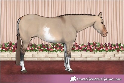 Horse Color:White Spotted Bay Dun Appaloosa 