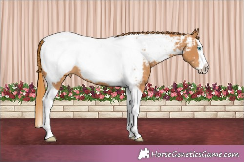 Horse Color:Chestnut Splash Tobiano Appaloosa 