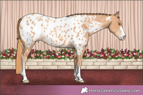 Horse Color:Gold Champagne Appaloosa 