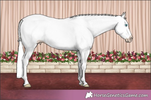 Horse Color:White Spotted Cremello Splash Appaloosa Rabicano 