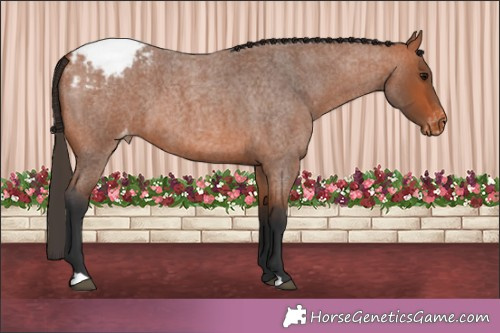Horse Color:Bay Roan Appaloosa 