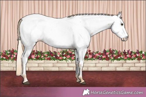 Horse Color:Palomino Ice Roan Appaloosa Rabicano 