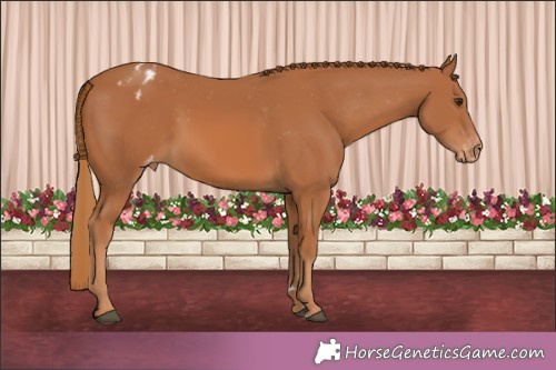 Horse Color:Chestnut Appaloosa 