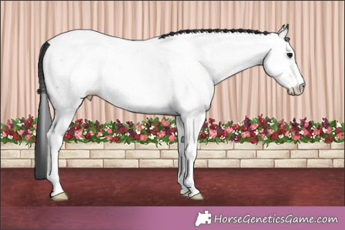 Horse Color:White Spotted Black Appaloosa 