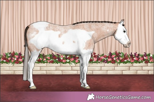 Horse Color:Bay Roan Splash Frame Appaloosa 