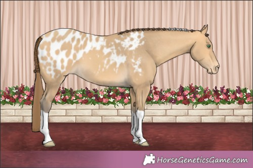 Horse Color:Amber Cream Champagne Tobiano Appaloosa 