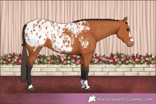 Horse Color:Bay Appaloosa 