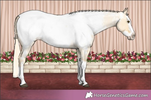Horse Color:Palomino Roan Dun Splash Appaloosa 