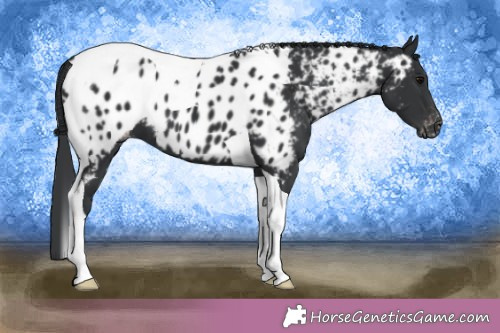 Horse Color:Black Tobiano Appaloosa 