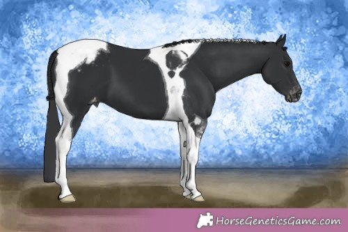 Horse Color:Black Tobiano Appaloosa 