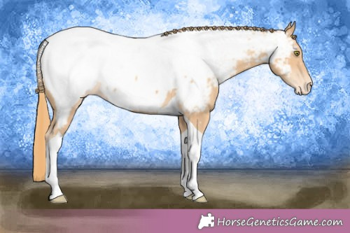 Horse Color:Gold Champagne Tobiano Appaloosa 