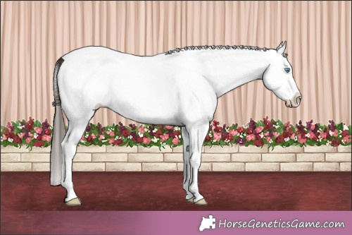 Horse Color:White Spotted Bay Splash Appaloosa 
