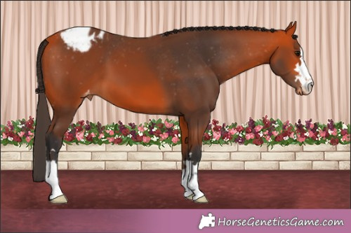 Horse Color:Bay Appaloosa 