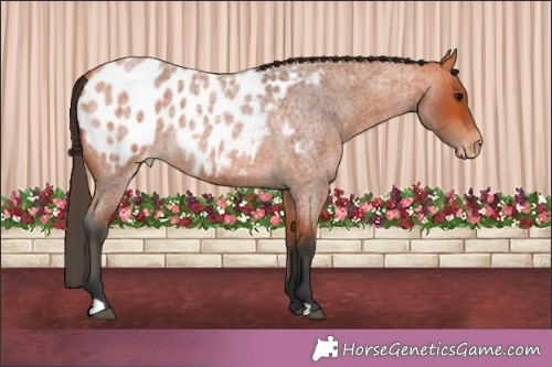 Horse Color:Bay Roan Appaloosa 