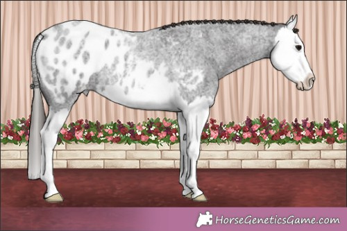 Horse Color:Smoky Blue Roan Splash Appaloosa 