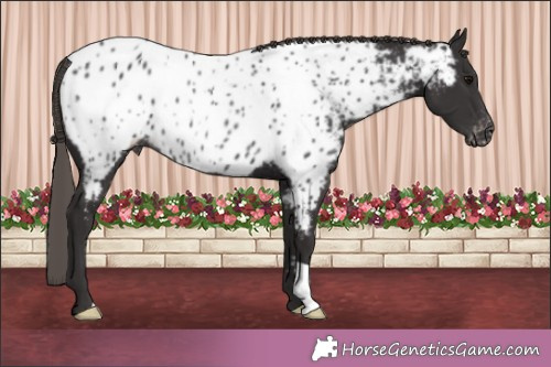 Horse Color:Smoky Black Appaloosa Rabicano 