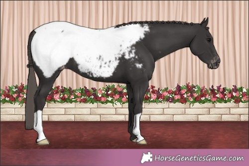 Horse Color:Smoky Black Appaloosa 