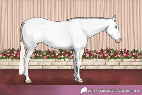 Horse Color:White Spotted Perlino Roan Dun Splash Appaloosa 