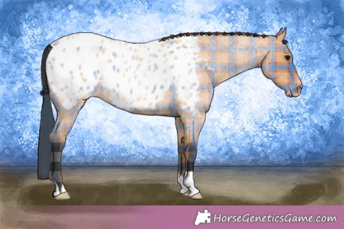 Horse Color:Plaid Bay Roan Appaloosa
